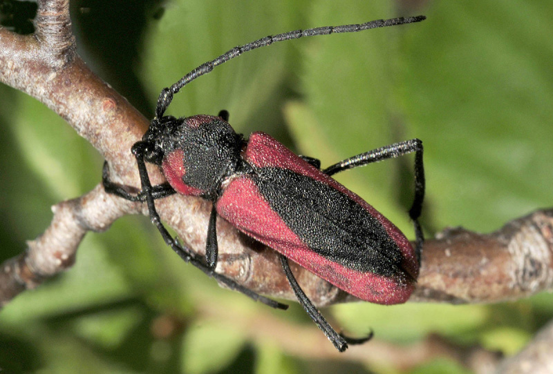 Cerambycidae: Purpuricenus globulicollis